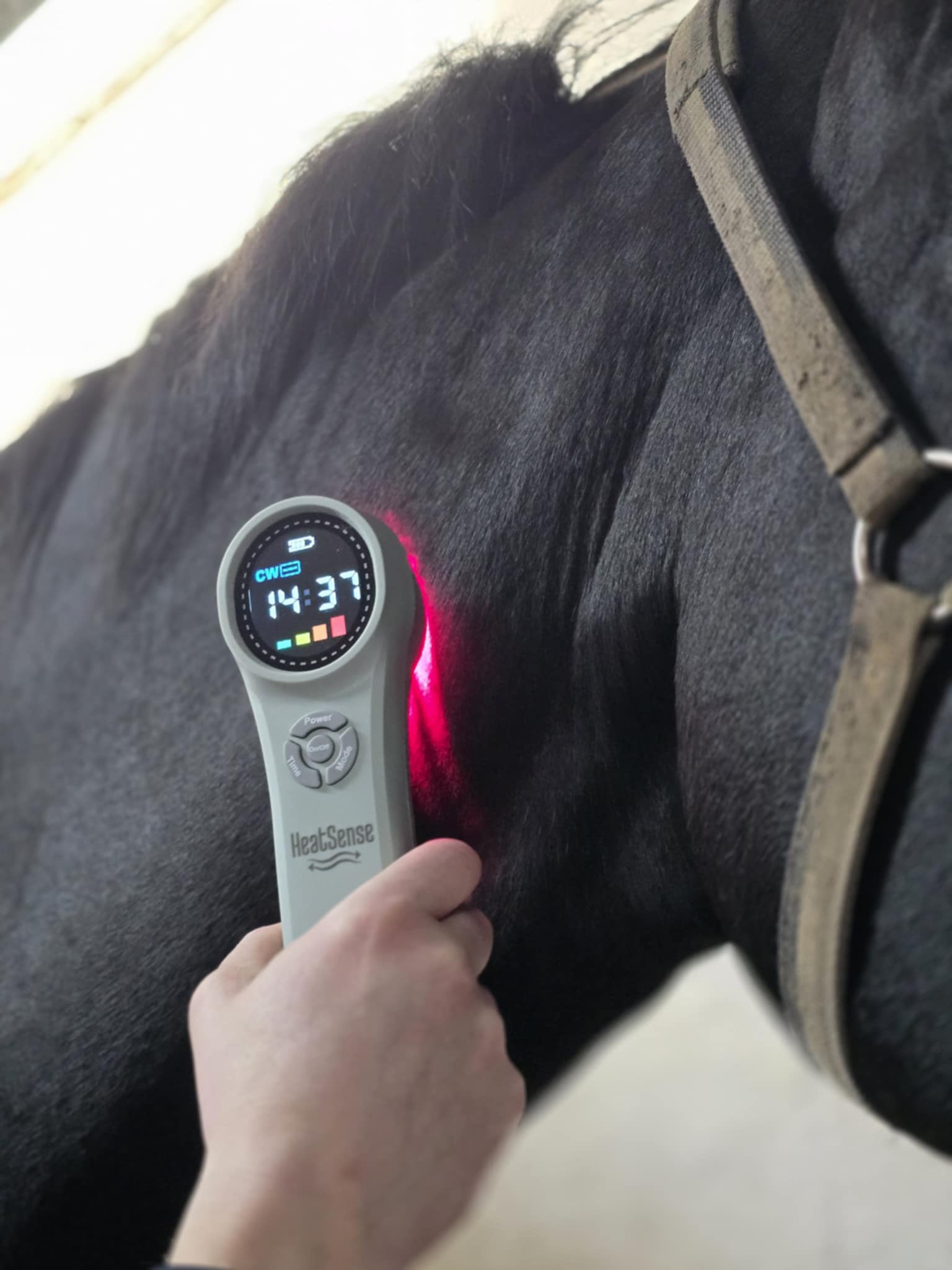 hevonen - laser pro 3 kaula ja niska