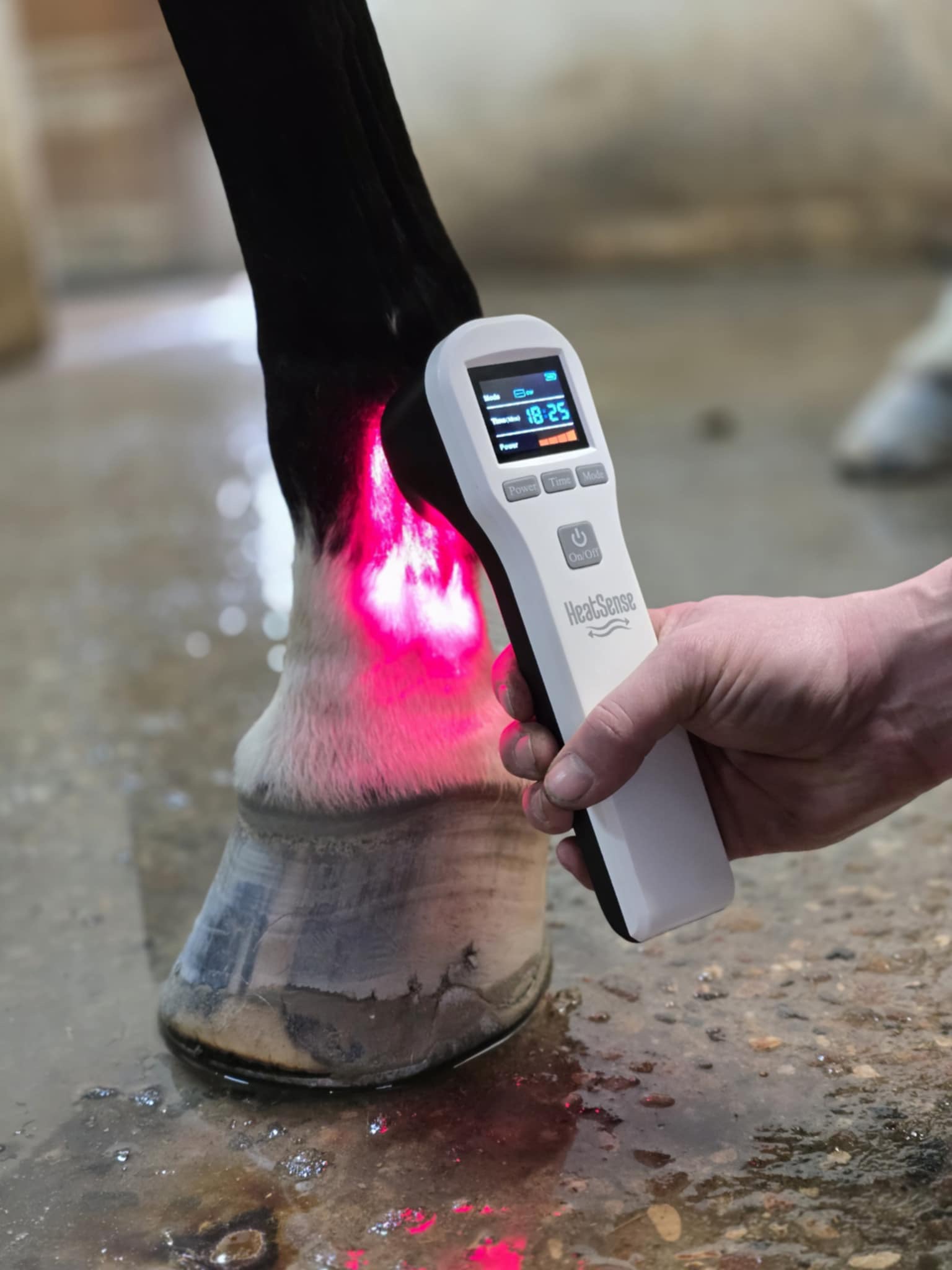 laser s 2 hevosen jalkaan