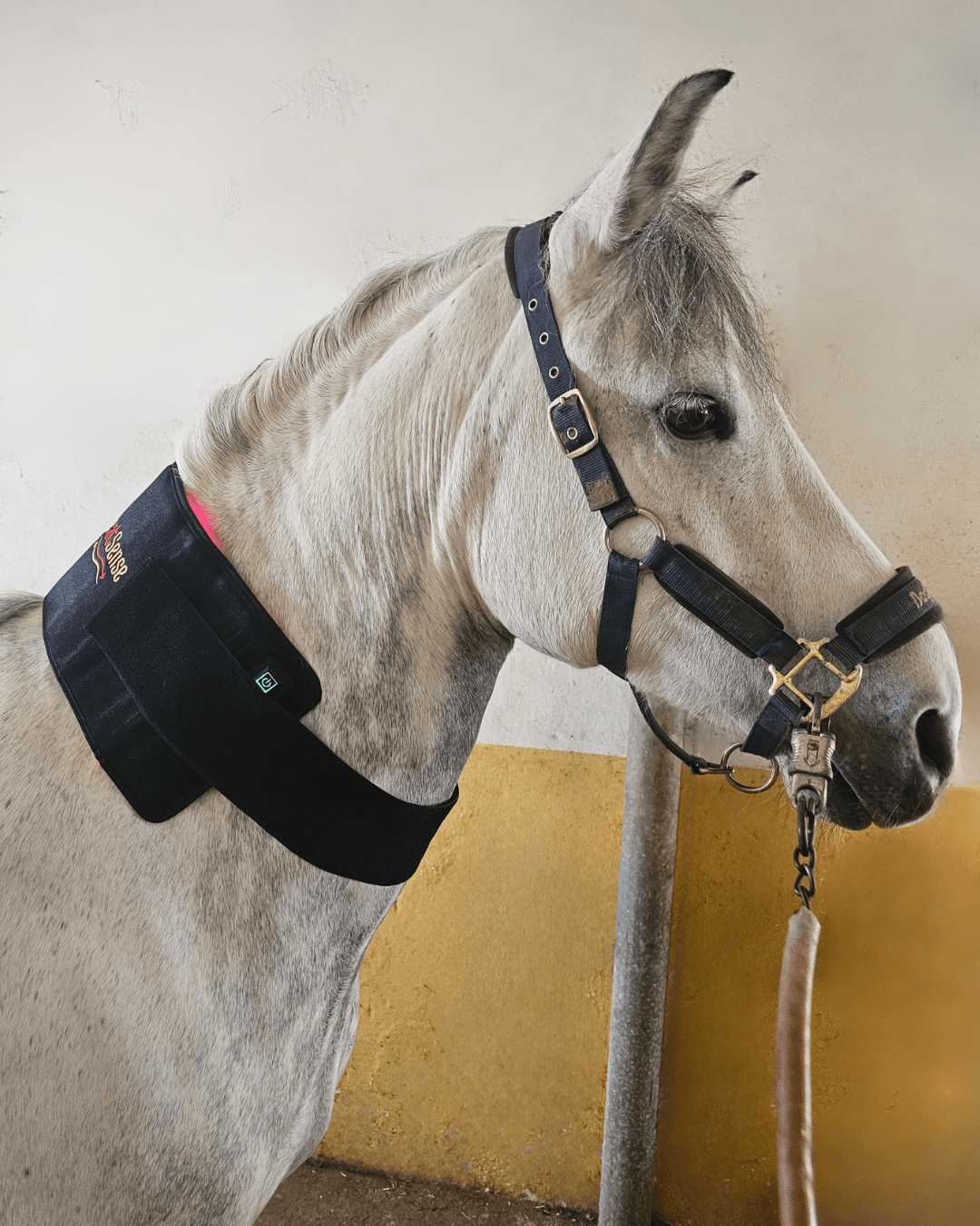 lysterapi pad til hest og pony